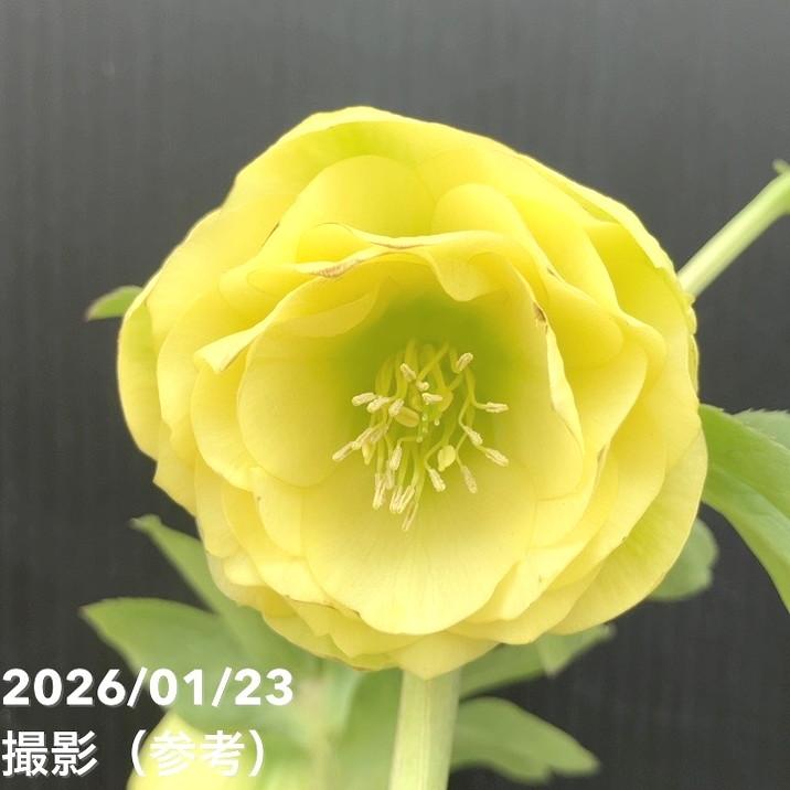 クリスマスローズ ddグロッシーカラー 加藤農園 希少‼️⑧加藤農園さん