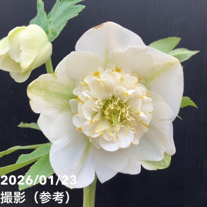 クリスマスローズ５　開花株　4.5寸ポット苗 　認定モーリー 認定！モーリー クリスマスローズ 加藤農園