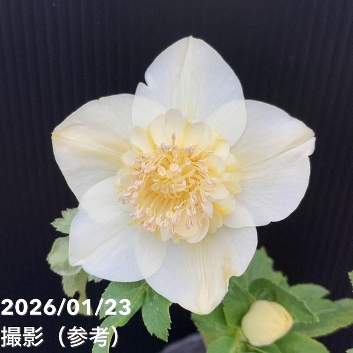 一点物】加藤農園 クリスマスローズ 4.5号（KT48）｜山野04-PA : 赤塚