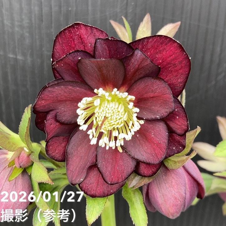 一点物】加藤農園 クリスマスローズ グロッシーカラー 4.5号（KT55