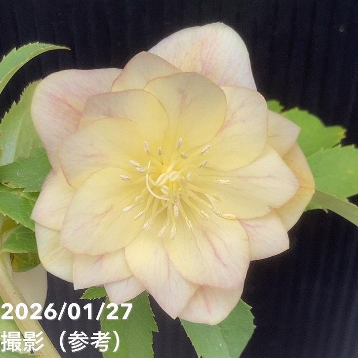 お買い得一点物咲き進み株】加藤農園 クリスマスローズ グラデーション