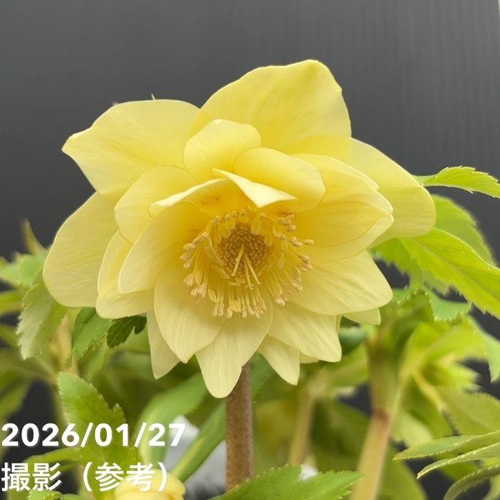 一点物】広瀬園芸 クリスマスローズ 6号（HR4）｜山野04-PA : 赤塚