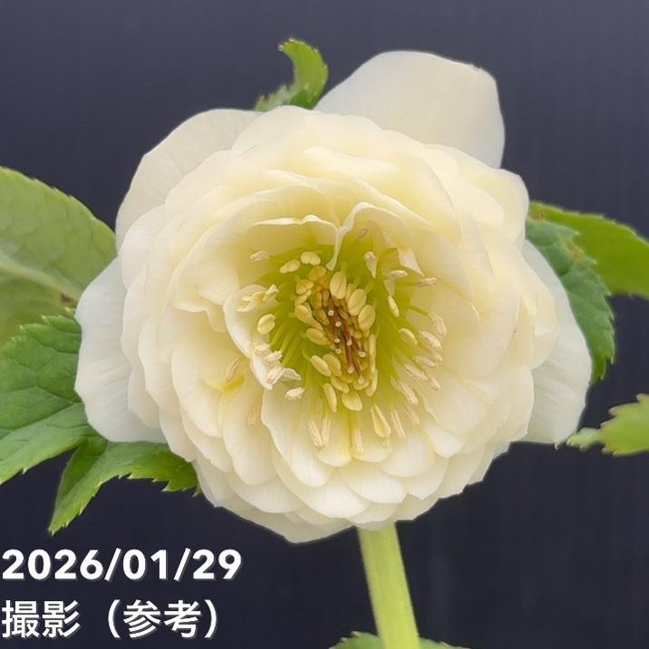 加藤農園。クリーム色と紫の縁取りの花アフロディーテ多弁系八重咲き。No13。 加藤農園。クリーム色と紫の縁取りの花アフロディーテ多弁系八重咲き