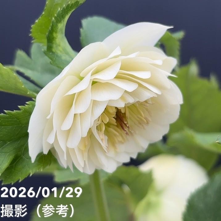 お買い得一点物咲き進み株】加藤農園 多弁クリスマスローズ ホワイト
