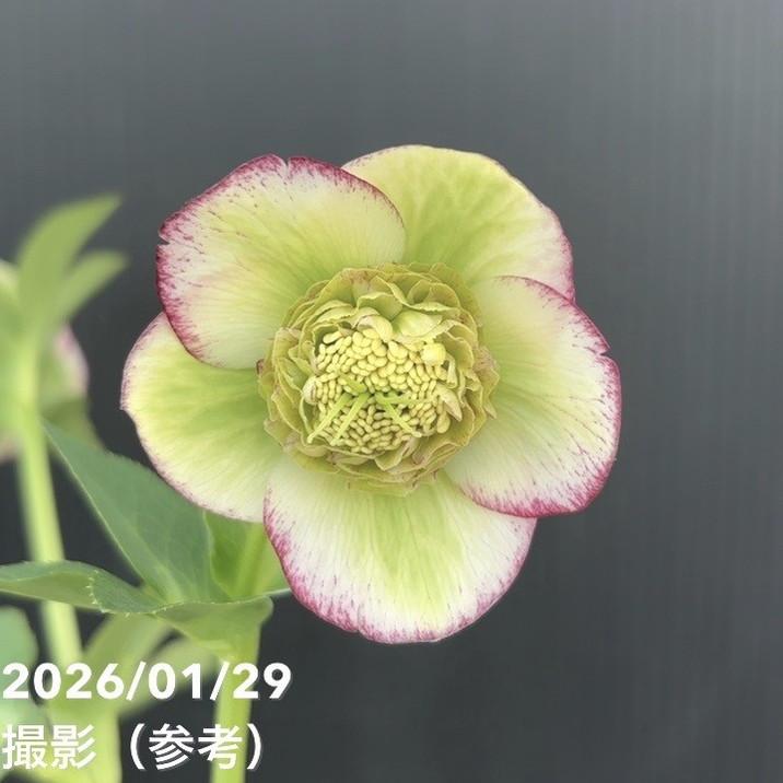 お買い得一点物咲き進み株】加藤農園 セミダブル系多弁クリスマス