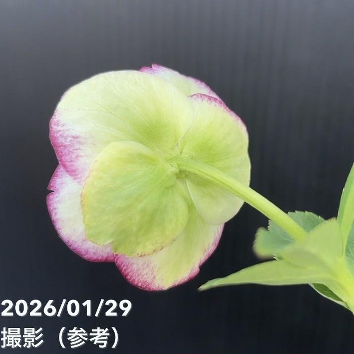 お買い得一点物咲き進み株】加藤農園 セミダブル系多弁クリスマス