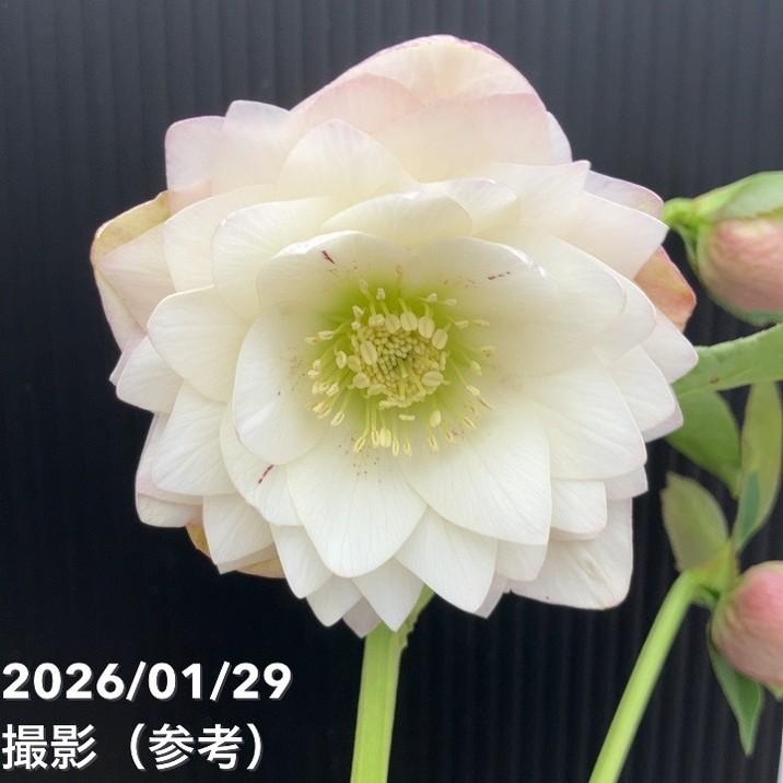 一点物】横山園芸 クリスマスローズ プリマドレス 4.5号（YK15）｜山野