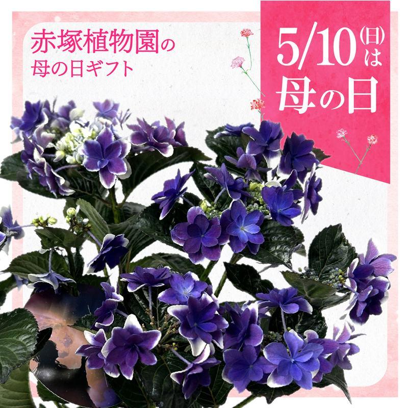お届け5/12以降】母の日ギフト2026 アジサイ 羽衣天女 ハゴロモテン