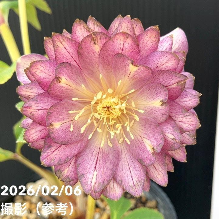 お買い得一点物咲き進み株】加藤農園 多弁ゴールドクリスマスローズ