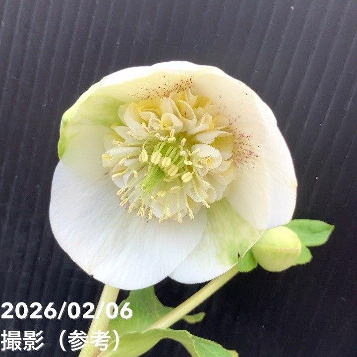 一点物】横山園芸 クリスマスローズ プリマドレス セミダブルシリーズ