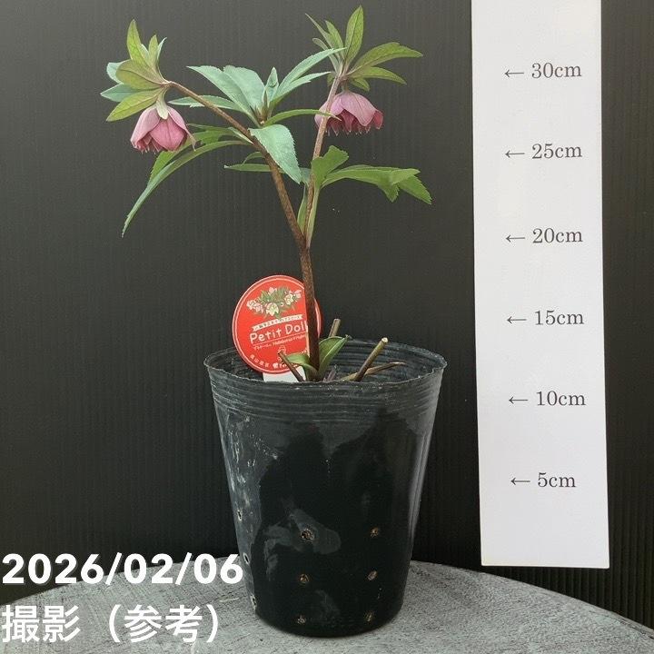 一点物】横山園芸 クリスマスローズ プチドール 4.5号（YK23）｜山野04