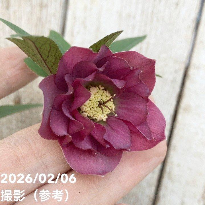 一点物】横山園芸 クリスマスローズ プチドール 4.5号（YK23）｜山野04