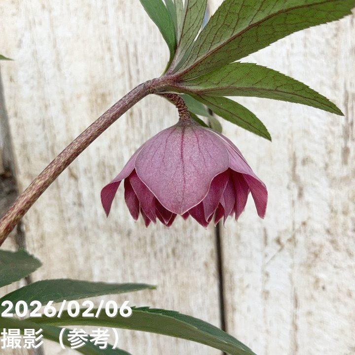 一点物】横山園芸 クリスマスローズ プチドール 4.5号（YK23）｜山野04