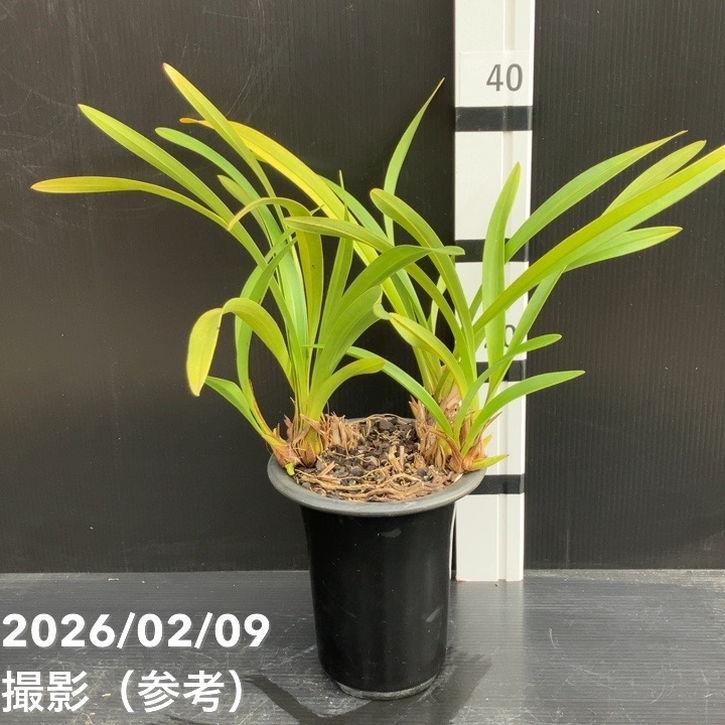 花芽5個＞キンリョウヘン 5号（白花）｜ミツバチ蘭｜洋蘭10-TU : 赤塚
