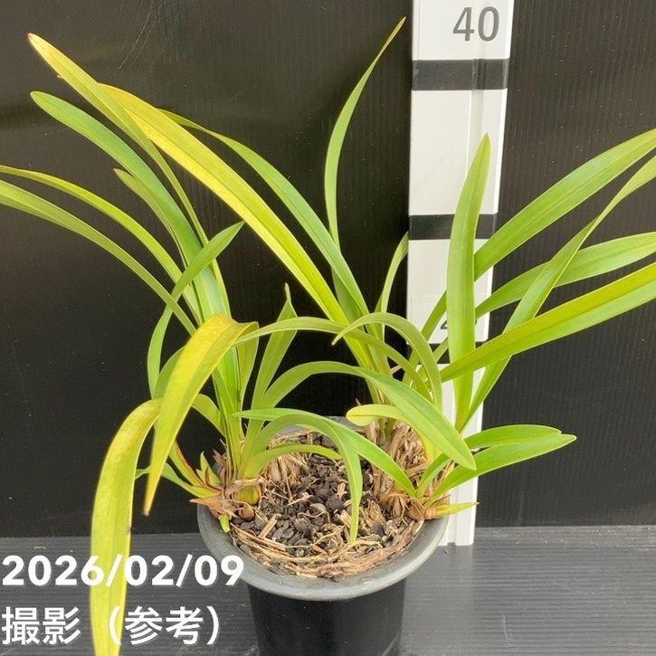 花芽5個＞キンリョウヘン 5号（白花）｜ミツバチ蘭｜洋蘭10-TU : 赤塚