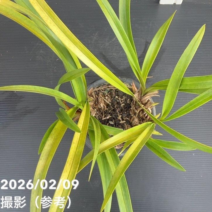 花芽5個＞キンリョウヘン 5号（白花）｜ミツバチ蘭｜洋蘭10-TU : 赤塚