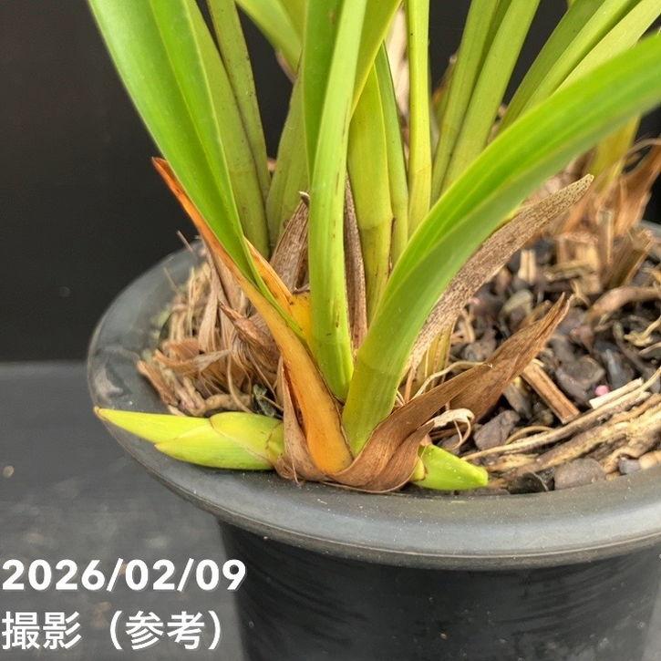花芽5個＞キンリョウヘン 5号（白花）｜ミツバチ蘭｜洋蘭10-TU : 赤塚