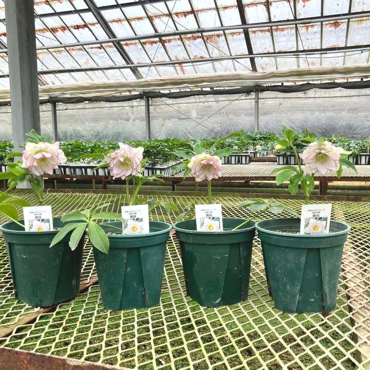 限定4鉢】＜開花株＞クリスマスローズ 伊勢みやび 5号 舞妓｜山野01-D1