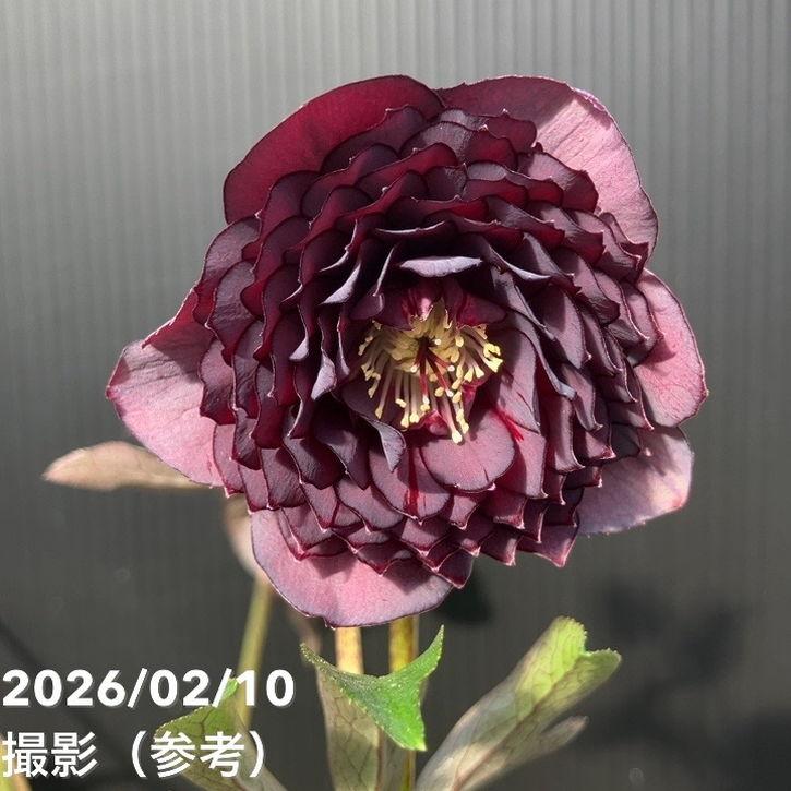 お買い得一点物咲き進み株】広瀬園芸 クリスマスローズ 4.5号（HR12