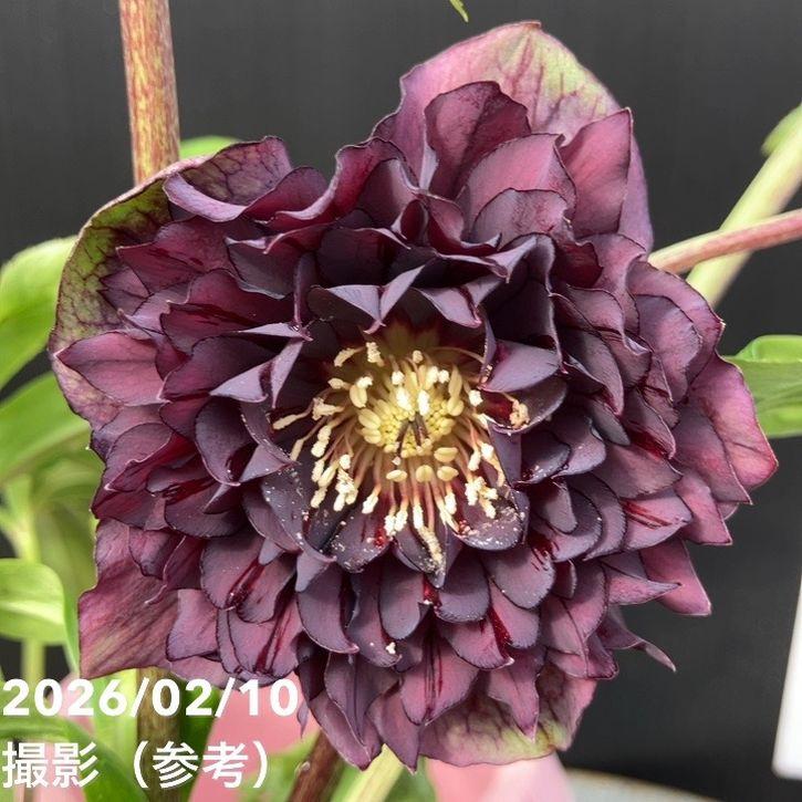 一点物】広瀬園芸 クリスマスローズ 4.5号（HR14）｜山野04-PA : 赤塚