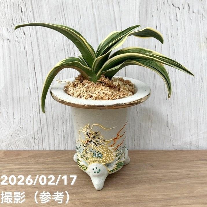 福の光と新生殿セット 万年青 オモト おもと 福の光 16万年青 オモト