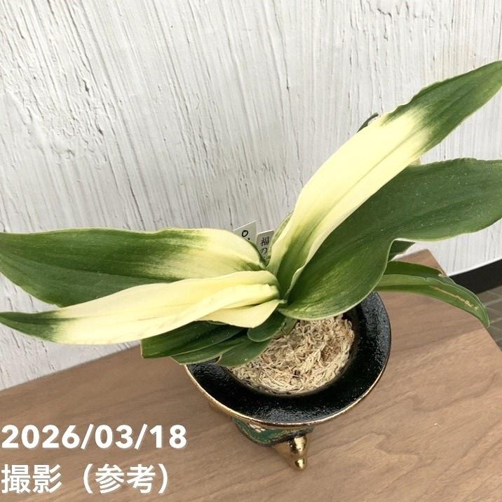 65周年記念P11倍】【現品お届け】豊明園 万年青 オモト 福の光（ふくの