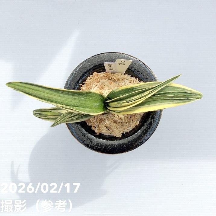 決算P10倍！8/2まで】【現品お届け】豊明園 万年青 オモト 新生殿