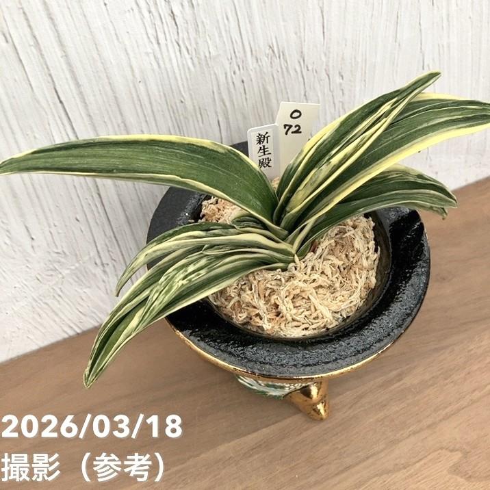 現品お届け】豊明園 万年青 オモト 新生殿（しんせいでん）錦鉢 龍