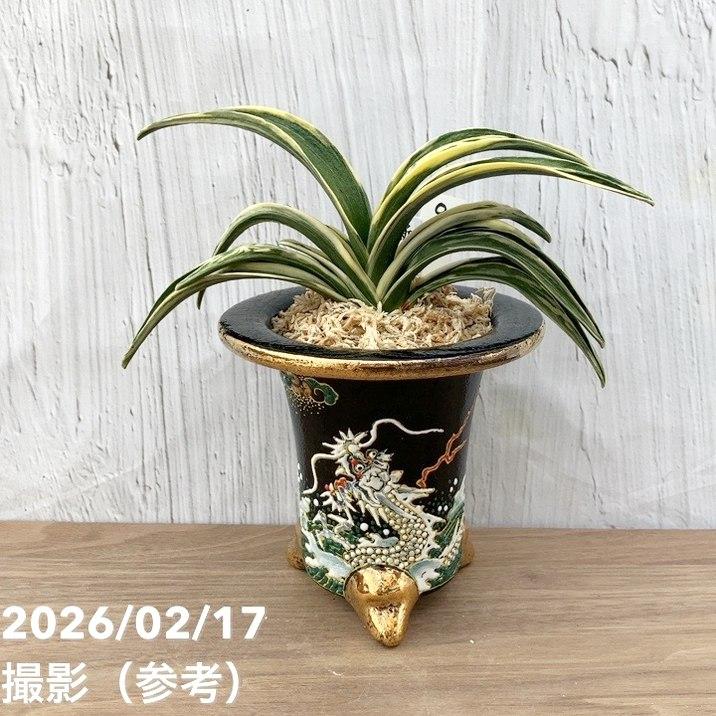 決算P10倍！8/2まで】【現品お届け】豊明園 万年青 オモト 新生殿