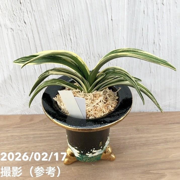 現品お届け】豊明園 万年青 オモト 新生殿（しんせいでん）錦鉢 龍