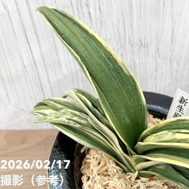 決算P10倍！8/2まで】【現品お届け】豊明園 万年青 オモト 新生殿