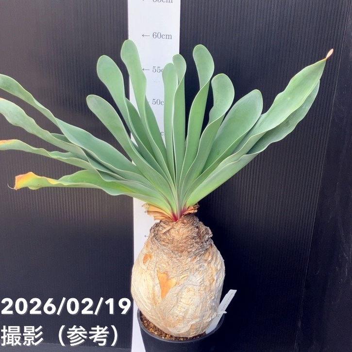現品お届け】ブーファン ハエマンソイデス 5号（1）｜観葉10-TU : 赤塚