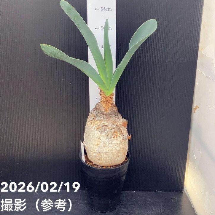 現品お届け】ブーファン ハエマンソイデス 5号（3）｜観葉10-TU : 赤塚