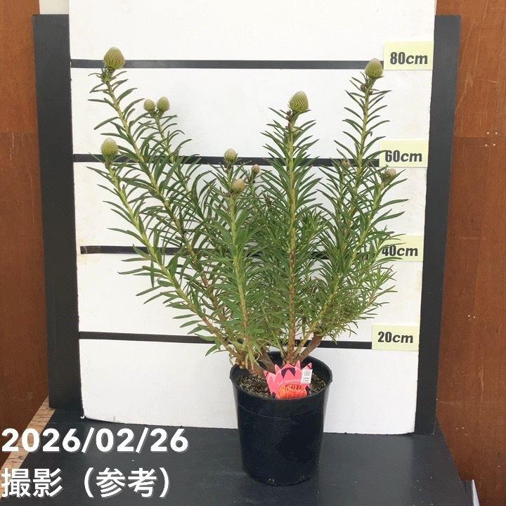 現品お届け】リューコスペルマム サクセスフル 7号｜花木10-TU : 赤塚