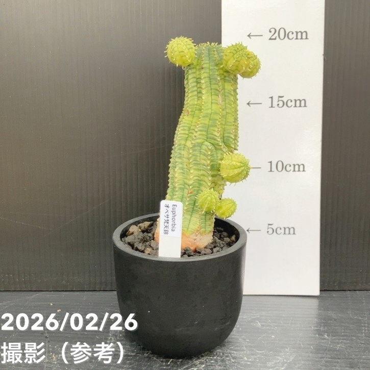 現品お届け】ユーフォルビア オベサ 梵天錦 3号（1）｜観葉10-TU