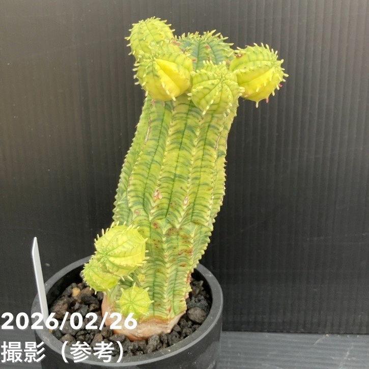 現品お届け】ユーフォルビア オベサ 梵天錦 3号（1）｜観葉10-TU