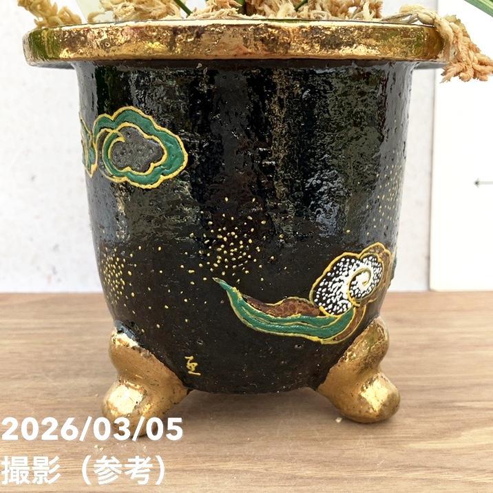 決算P10倍！8/2まで】【現品お届け】観音竹 カンノンチク 小判白縞