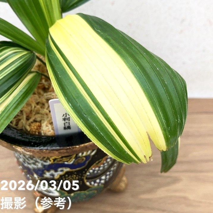 決算P10倍！8/2まで】【現品お届け】観音竹 カンノンチク 小判白縞