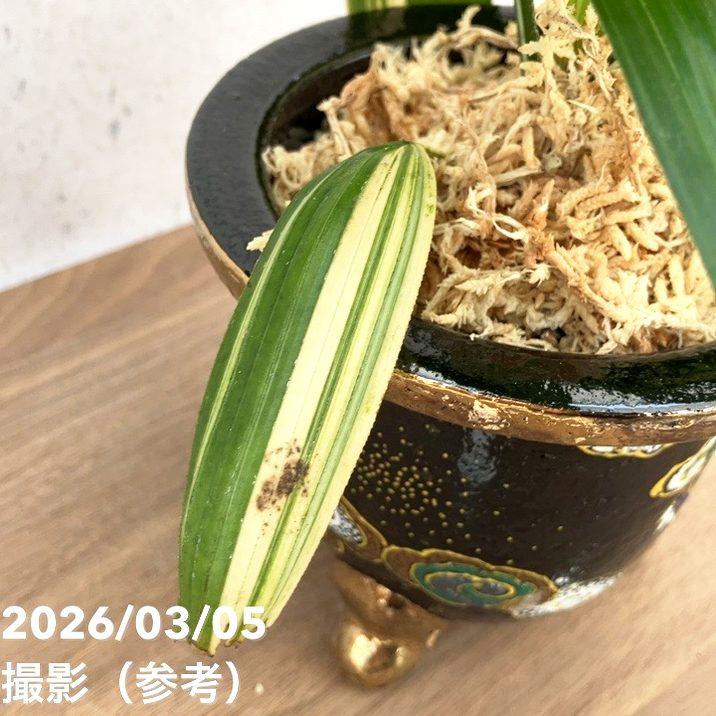 決算P10倍！8/2まで】【現品お届け】観音竹 カンノンチク 小判白縞