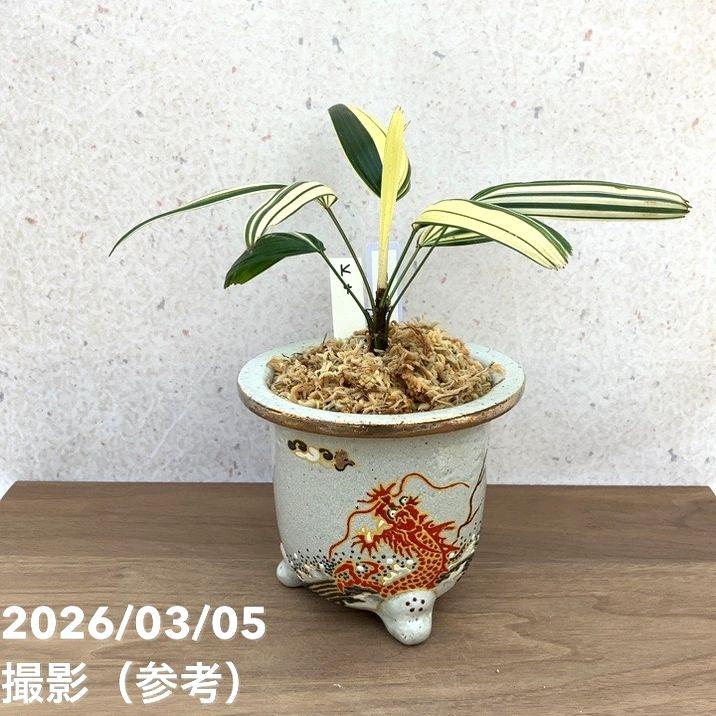 65周年記念P15倍】【現品お届け】観音竹 カンノンチク 白鳥の縞 はく