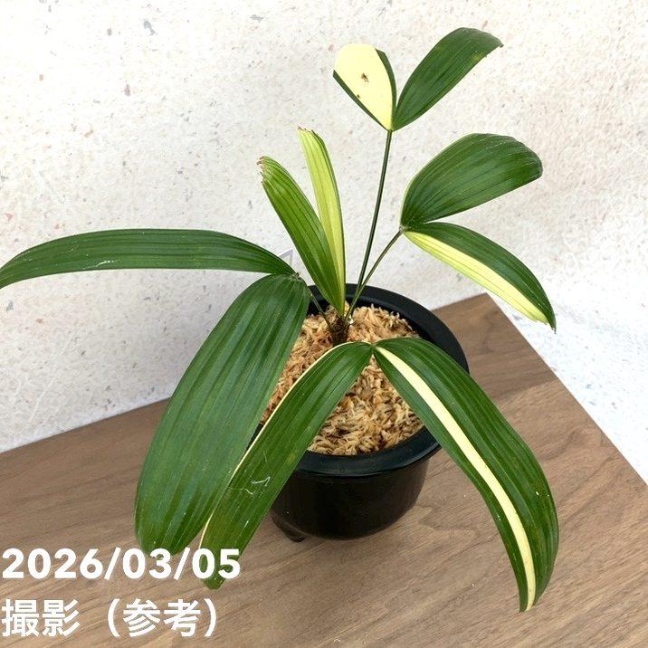観音竹【白寿】です。 非常に希少な高級品種です。 現品お届け】観音竹 カンノンチク 白寿 はくじゅ プラ鉢（K8）｜観葉10