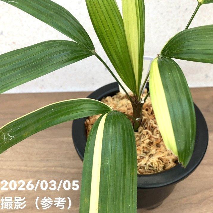 観音竹【白寿】です。 非常に希少な高級品種です。 現品お届け】観音竹 カンノンチク 白寿 はくじゅ プラ鉢（K8）｜観葉10