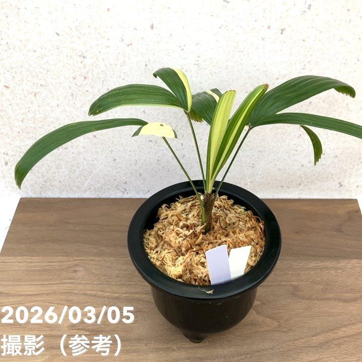 現品お届け】観音竹 カンノンチク 白寿 はくじゅ プラ鉢（K8）｜観葉10