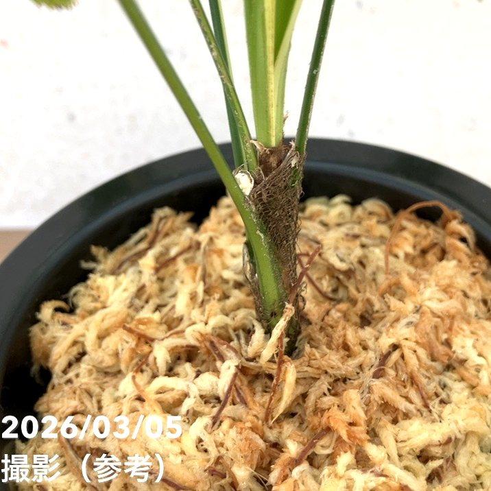 現品お届け】観音竹 カンノンチク 白寿 はくじゅ プラ鉢（K8）｜観葉10