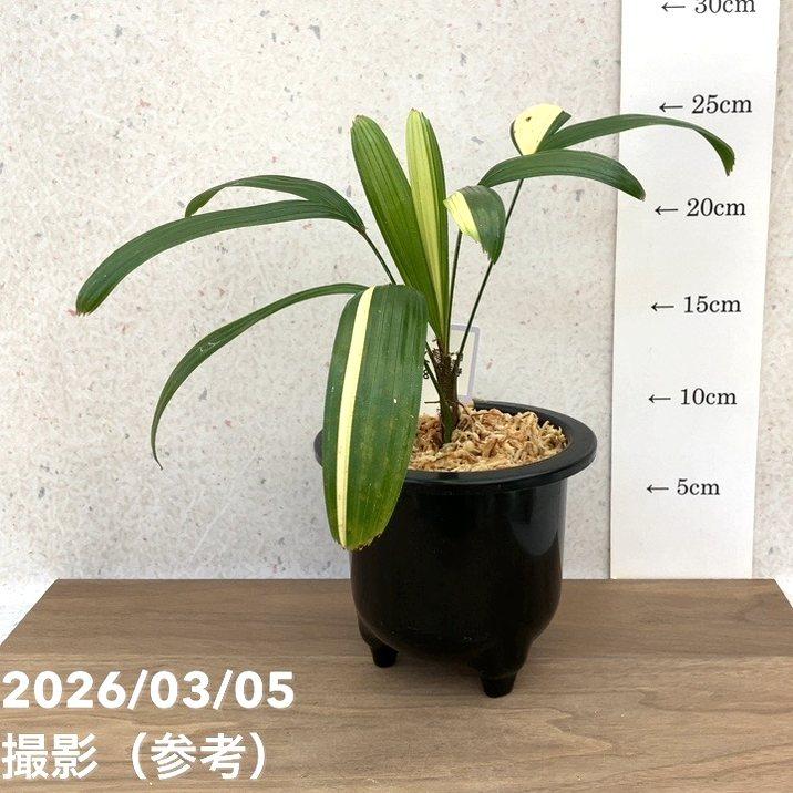 現品お届け】観音竹 カンノンチク 白寿 はくじゅ プラ鉢（K8）｜観葉10