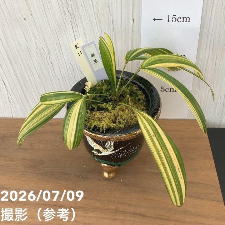 決算P10倍！8/2まで】【現品お届け】観音竹 カンノンチク 寿晃 じゅ