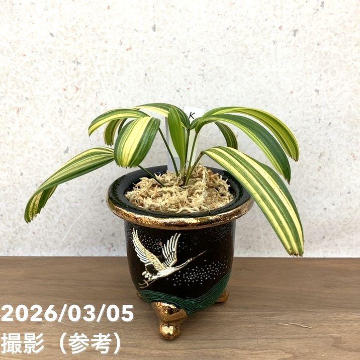 決算P10倍！8/2まで】【現品お届け】観音竹 カンノンチク 寿晃 じゅ