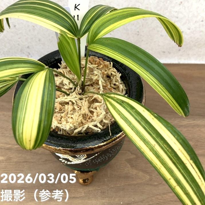 決算P10倍！8/2まで】【現品お届け】観音竹 カンノンチク 寿晃 じゅ