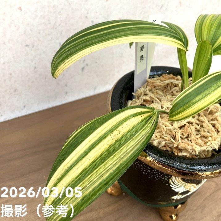決算P10倍！8/2まで】【現品お届け】観音竹 カンノンチク 寿晃 じゅ