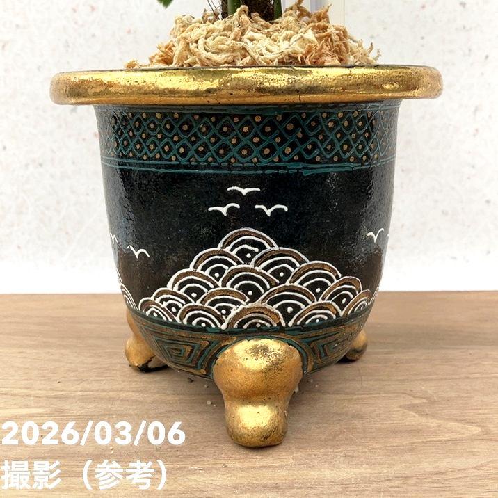 決算P10倍！8/2まで】【現品お届け】観音竹 カンノンチク 大納言 だい
